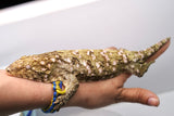 Load image into Gallery viewer, Grand Terre Female Leachianus
