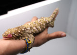 Load image into Gallery viewer, Grand Terre Female Leachianus
