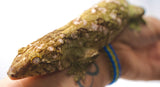 Load image into Gallery viewer, Grand Terre Female Leachianus