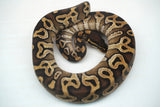 Load image into Gallery viewer, Female Mojave Het Monsoon Ball Python