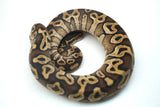 Load image into Gallery viewer, Female Mojave Het Monsoon Ball Python