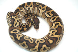 Load image into Gallery viewer, Female Mojave Het Monsoon Ball Python