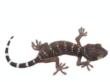 Load image into Gallery viewer, CBB Juvenile Female Tokay Gecko