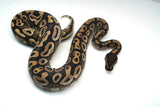 Load image into Gallery viewer, Female Mojave Het Monsoon Ball Python