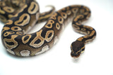 Load image into Gallery viewer, Female Mojave Het Monsoon Ball Python
