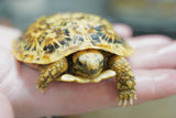 Load image into Gallery viewer, NEW Baby Pancake Tortoise Available!
