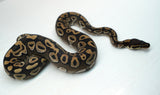 Load image into Gallery viewer, Female Mojave Het Monsoon Ball Python