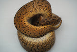 Load image into Gallery viewer, Male Monsoon Ball Python