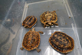 Load image into Gallery viewer, NEW Baby Pancake Tortoise Available!