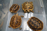 Load image into Gallery viewer, NEW Baby Pancake Tortoise Available!
