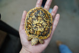 Load image into Gallery viewer, NEW Baby Pancake Tortoise Available!