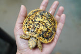 Load image into Gallery viewer, NEW Baby Pancake Tortoise Available!