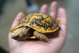 Load image into Gallery viewer, NEW Baby Pancake Tortoise Available!
