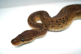 Load image into Gallery viewer, Male Monsoon Ball Python