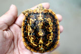 Load image into Gallery viewer, NEW Baby Pancake Tortoise Available!