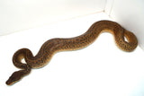 Load image into Gallery viewer, Male Monsoon Ball Python
