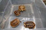 Load image into Gallery viewer, NEW Baby Pancake Tortoise Available!