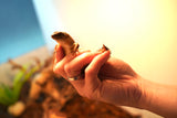 Load image into Gallery viewer, Spiny Tail Skink (Egernia stokesi)