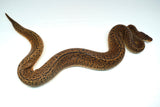 Load image into Gallery viewer, Male Monsoon Ball Python