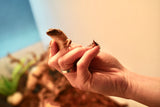 Load image into Gallery viewer, Spiny Tail Skink (Egernia stokesi)