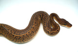 Load image into Gallery viewer, Male Monsoon Ball Python