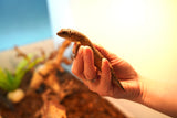 Load image into Gallery viewer, Spiny Tail Skink (Egernia stokesi)