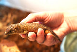 Load image into Gallery viewer, Spiny Tail Skink (Egernia stokesi)
