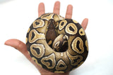 Load image into Gallery viewer, Female Het Monsoon Ball Python