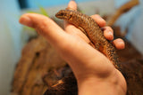 Load image into Gallery viewer, Spiny Tail Skink (Egernia stokesi)