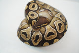 Load image into Gallery viewer, Female Het Monsoon Ball Python
