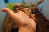 Load image into Gallery viewer, Spiny Tail Skink (Egernia stokesi)