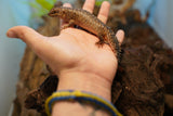 Load image into Gallery viewer, Spiny Tail Skink (Egernia stokesi)