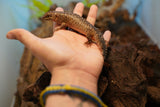 Load image into Gallery viewer, Spiny Tail Skink (Egernia stokesi)