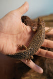 Load image into Gallery viewer, Spiny Tail Skink (Egernia stokesi)