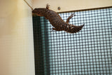 Load image into Gallery viewer, Spiny Tail Skink (Egernia stokesi)