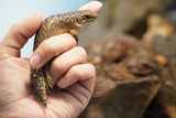 Load image into Gallery viewer, Spiny Tail Skink (Egernia stokesi)