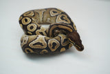 Load image into Gallery viewer, Female Het Monsoon Ball Python