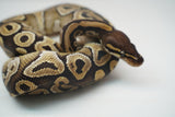 Load image into Gallery viewer, Female Het Monsoon Ball Python