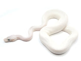 Load image into Gallery viewer, Sale! 2021 Female Super Pastel Cinnamon Extreme Super Fader ++ From Angel Dust Ball Python - NICE