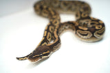 Load image into Gallery viewer, Female Het Monsoon Ball Python