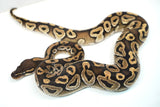 Load image into Gallery viewer, Female Het Monsoon Ball Python