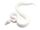Load image into Gallery viewer, Sale! 2021 Female Super Pastel Cinnamon Extreme Super Fader ++ From Angel Dust Ball Python - NICE