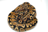 Load image into Gallery viewer, Female Het Monsoon Ball Python