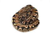 Load image into Gallery viewer, Female Het Monsoon Ball Python