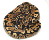 Load image into Gallery viewer, Female Het Monsoon Ball Python