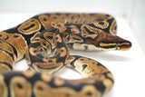 Load image into Gallery viewer, Female Het Monsoon Ball Python