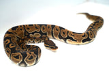 Load image into Gallery viewer, Female Het Monsoon Ball Python
