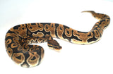 Load image into Gallery viewer, Female Het Monsoon Ball Python