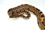 Load image into Gallery viewer, Female Het Monsoon Ball Python