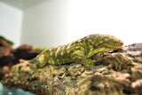 Load image into Gallery viewer, Breeding Pair Leachianus Geckos